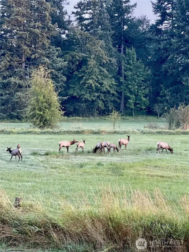 Wildlife is abundant on this property. Enjoy regular sightings of deer, elk, and more!