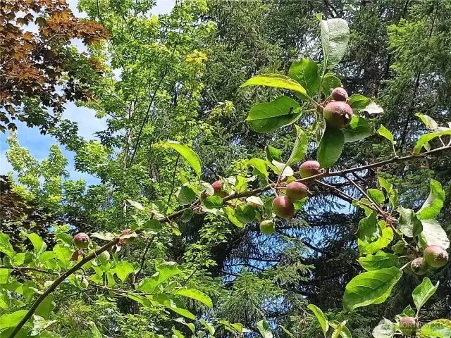 pear tree