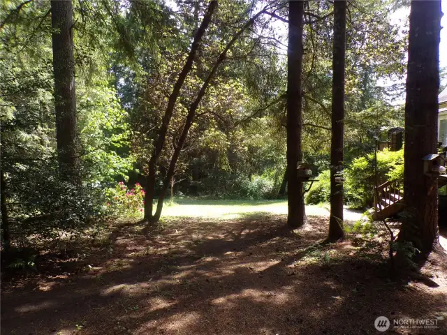 birds, squirrels, deer all love to come visit!