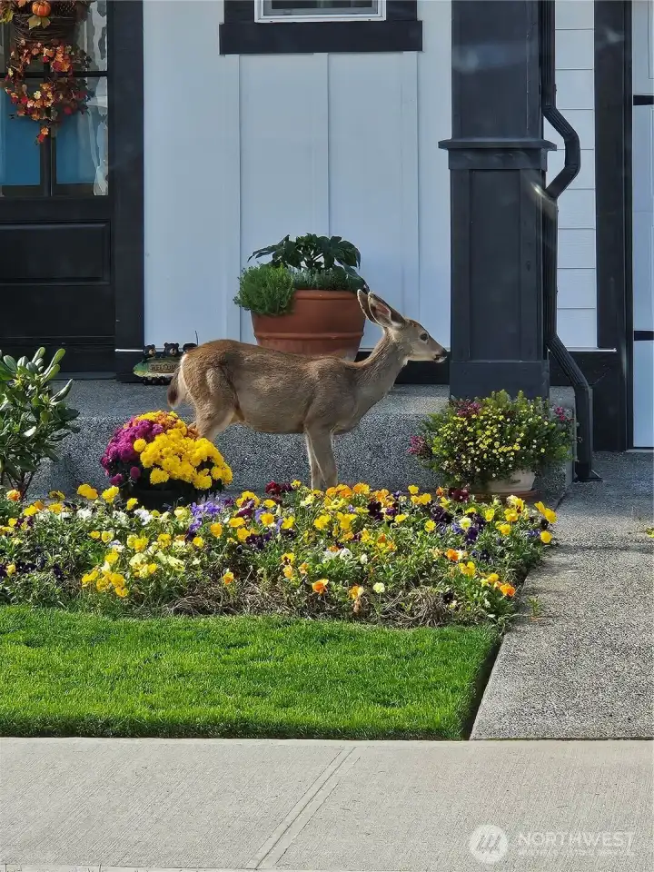 Flora and Fauna abounds in this neighborhood