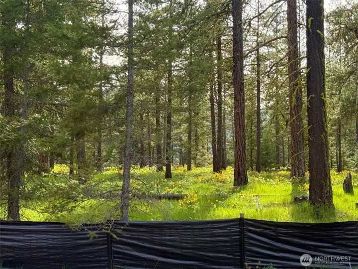 Rear yard view - 3 acre Uplands Meadow Rear yard view - 3 acre Uplands Meadow