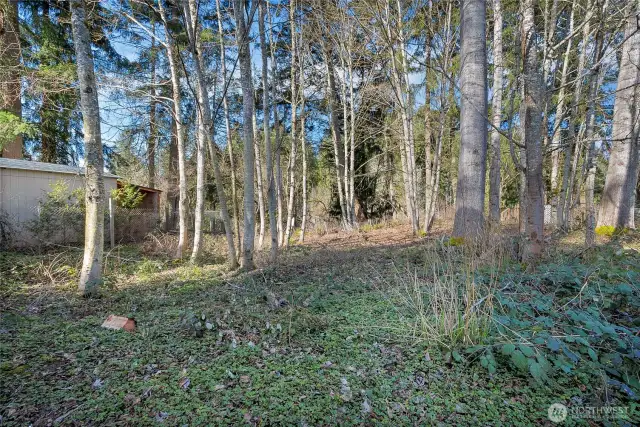 Treed back yard