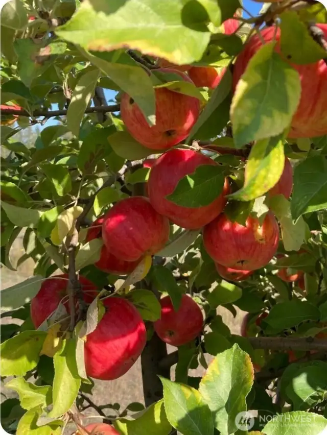 Apple Trees