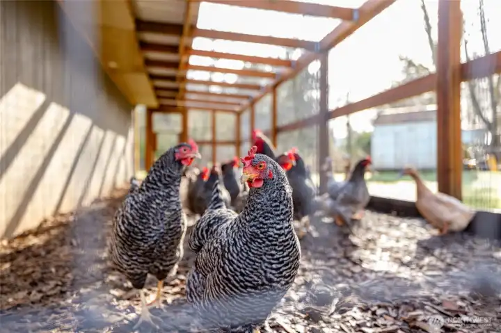 Chickens and ducks ready for their new owner!