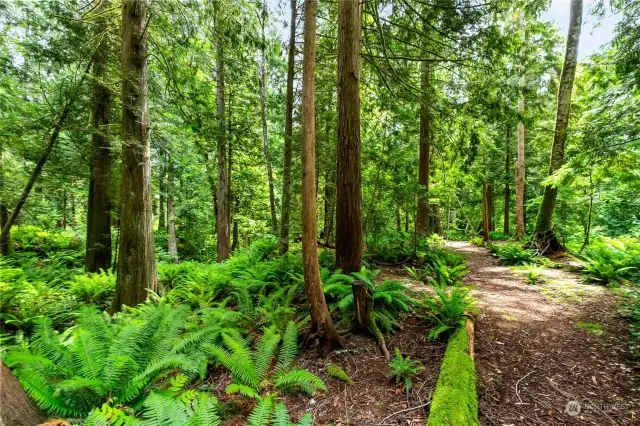 Park like groomed trails over 5 acres -  you could drive an ATV or Mt. Bike over the entire property.