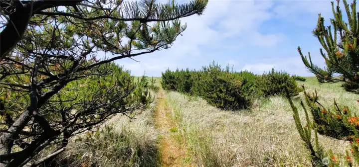 Follow the secluded path through whispering pines—where the land meets the sea.