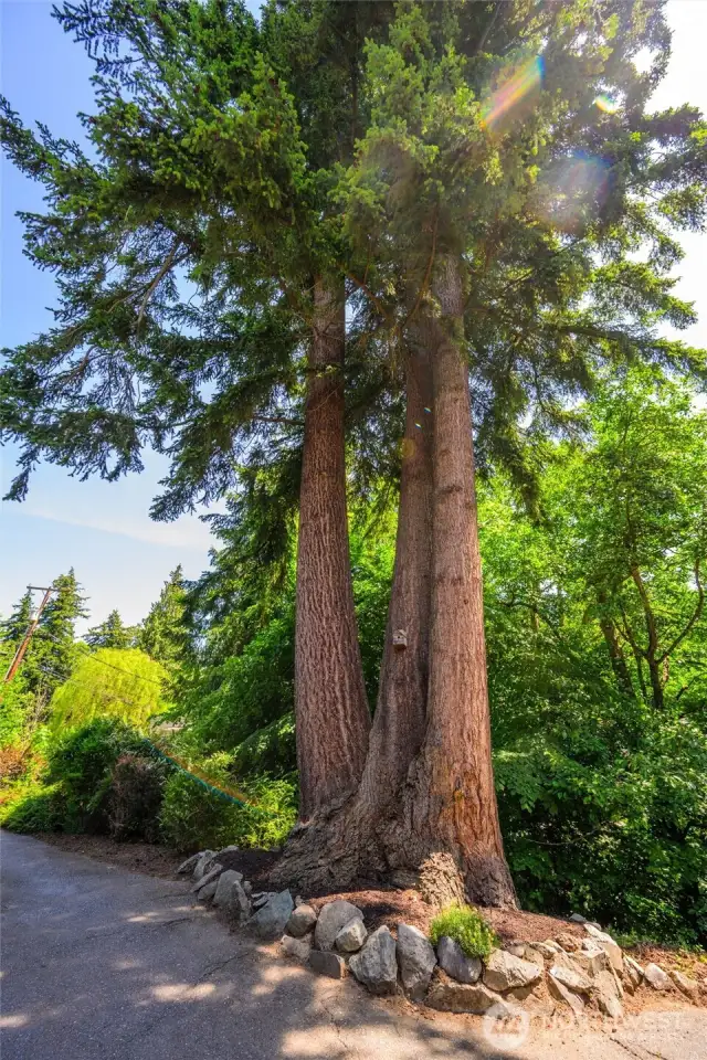 Incredible Trees
