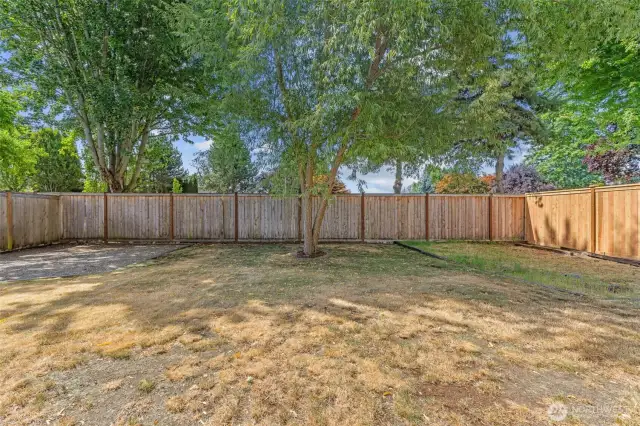 Fenced back yard
