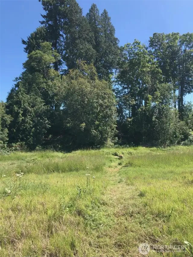 View from the back end of property looking towards homesite thats 38 feet above flood plain.