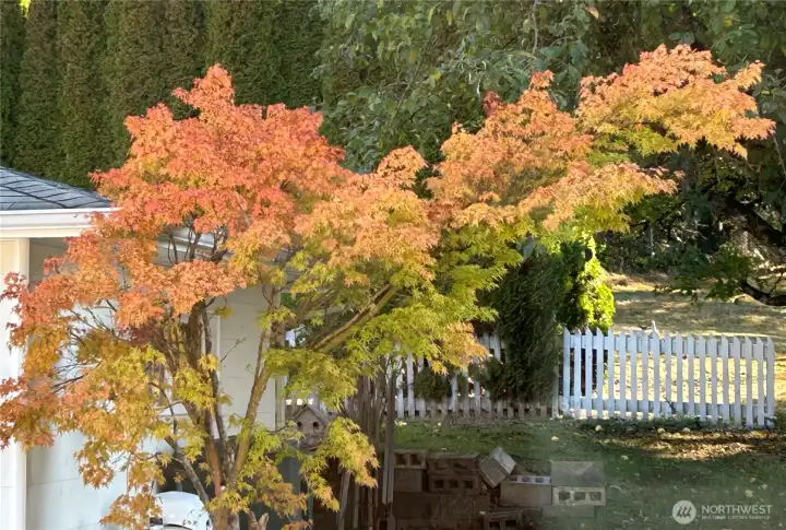It's Fall, and this maple is showing off its color.