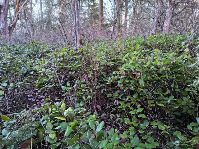 Salal on Property