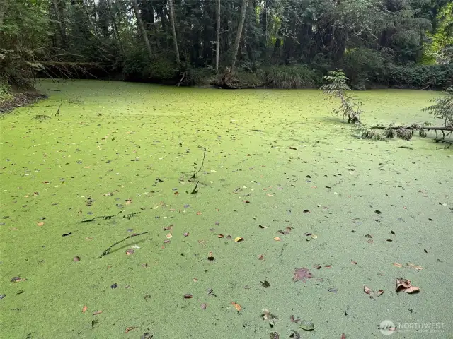 Pond on the Property