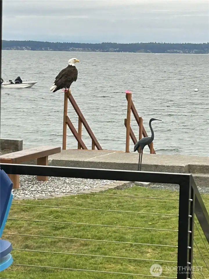 A visitor on the seasonal stairs of the bulkhead! A visitor on the seasonal stairs of the bulkhead!