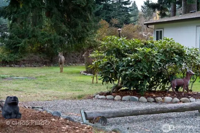 neighborhood deer