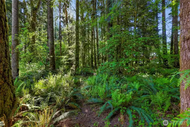 Large backyard with trees that create privacy
