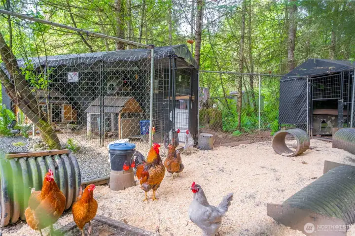 Chicken coops