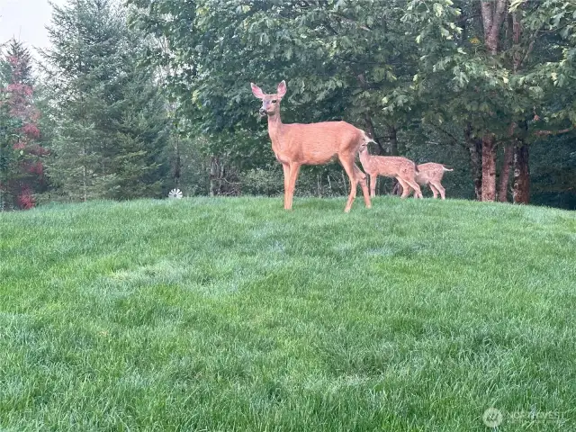 Deer and Elk visit often