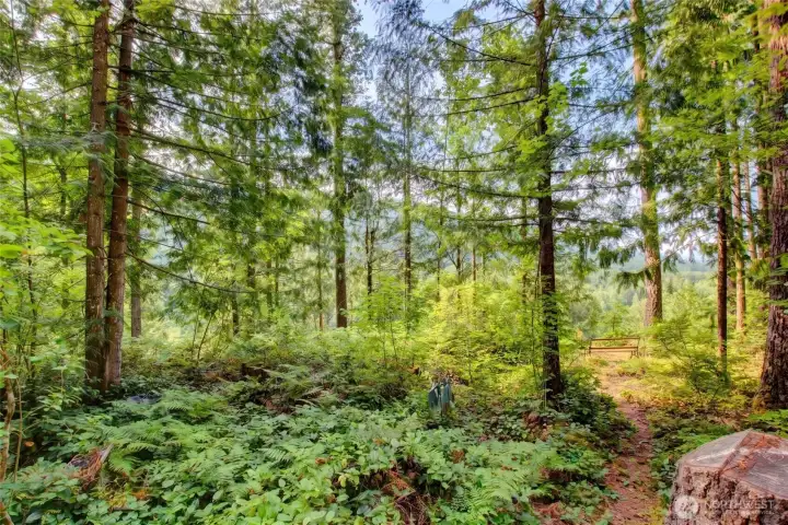 Trail through the trees