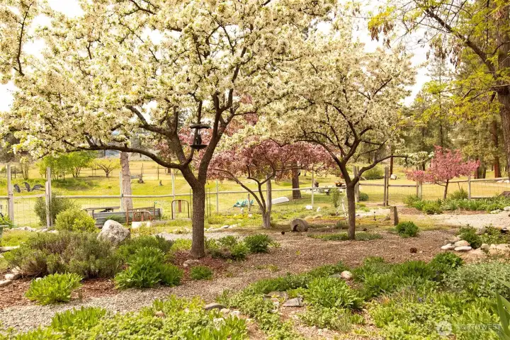 Spring in full bloom!