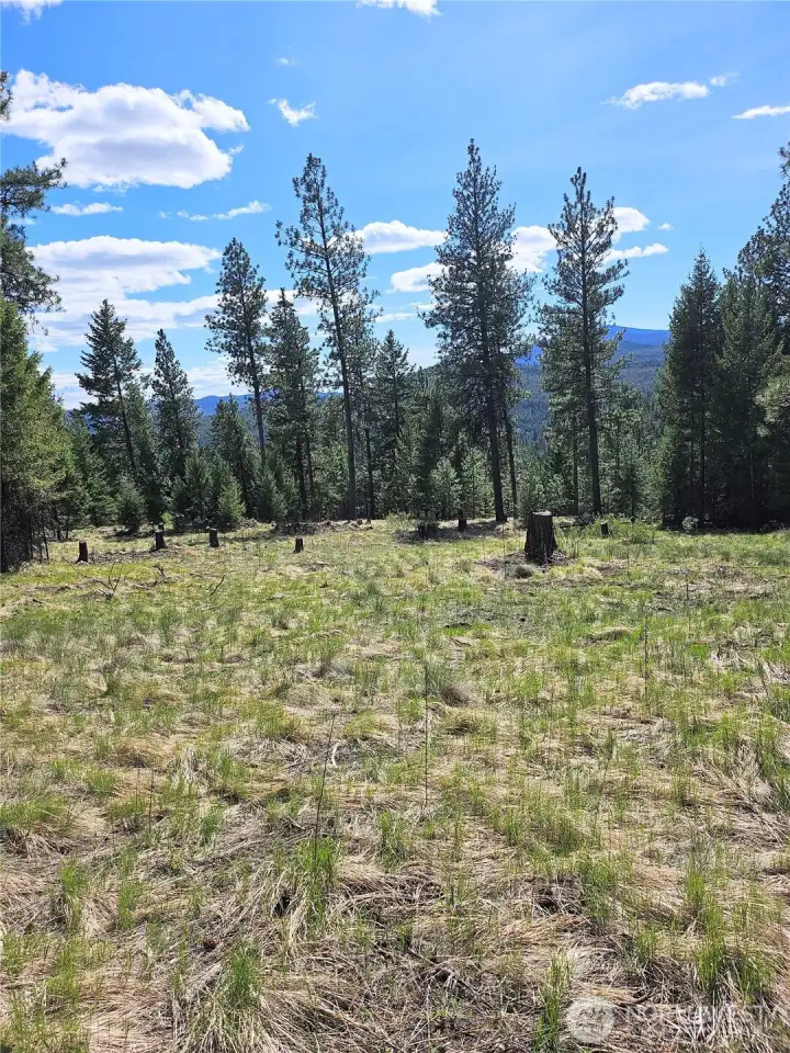 Large leveled portion of property cleared of timber for building opportunities.