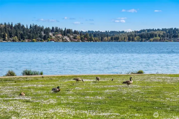 Approximately one mile away, Matthews Beach Park offers Seattle's largest freshwater swimming beach, waterfront trails and year-round recreation on Lake Washington.