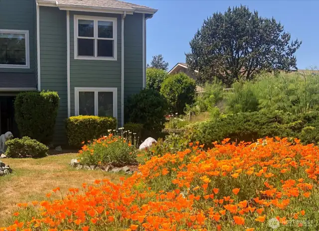 Throughout the year there are several perennial plants that come up to add more beauty to the gardens.