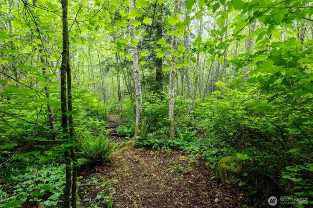Wander the trail to Swede Creek, surrounded by dense ferns, bright foliage and the quiet sounds of nature.