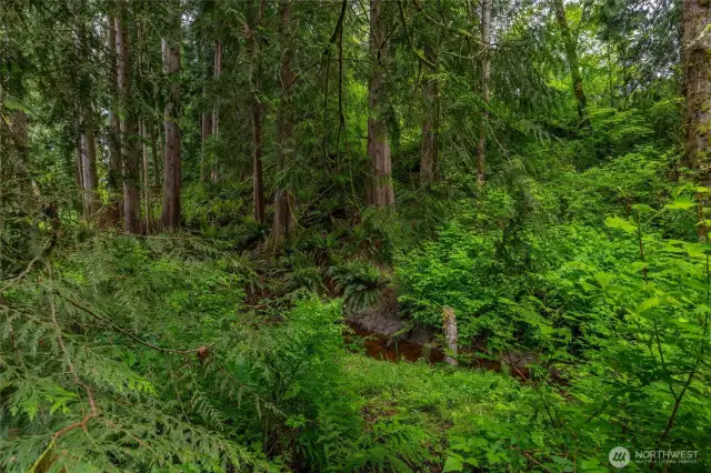 Views of Swede Creek surrounded by tall cedars and lush ferns.