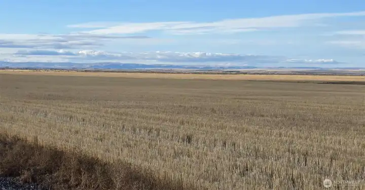Neighboring Wheat Field