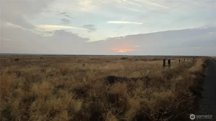 Fragrant sagebrush smells after rain.