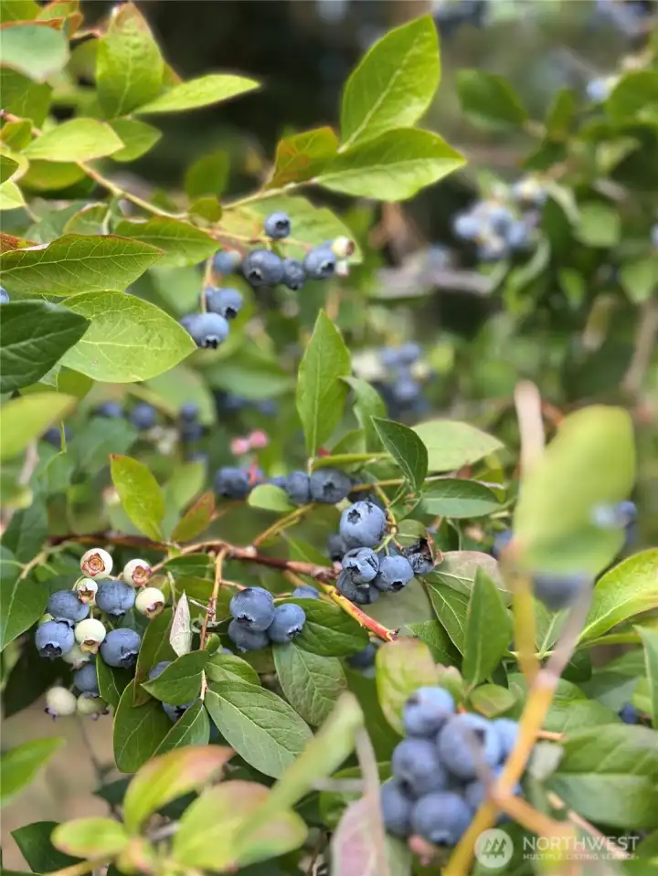 Mass Blueberries
