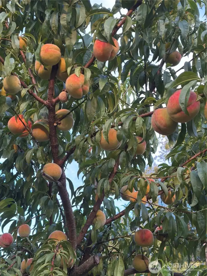 Old growth peach tree in front yard that produced mass peaches that are yummy!