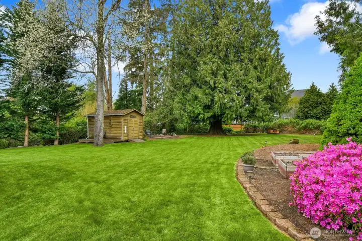 Expansive, level backyard with lush lawn, garden beds, a serene pond, and mature trees—complete with additional storage shed.