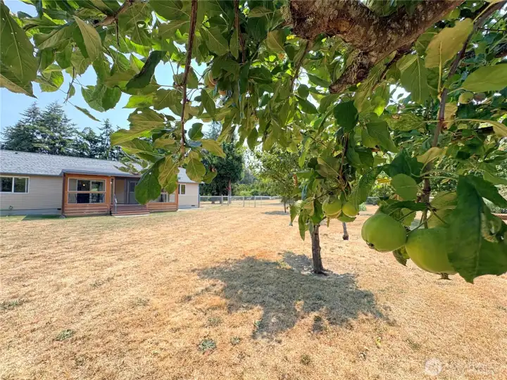 Multiple Apple Trees