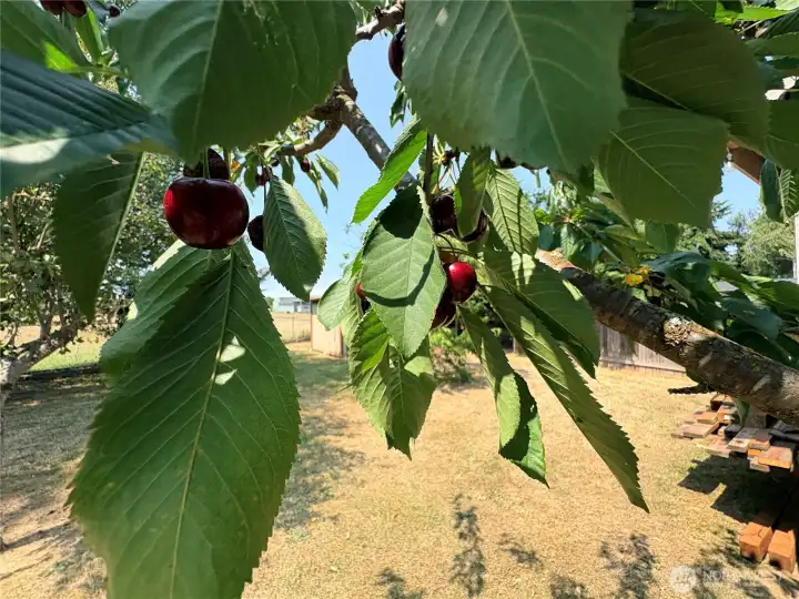 Two Variety of Cherry Trees