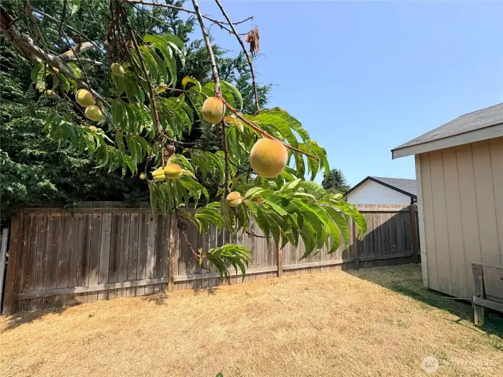 Peach Tree