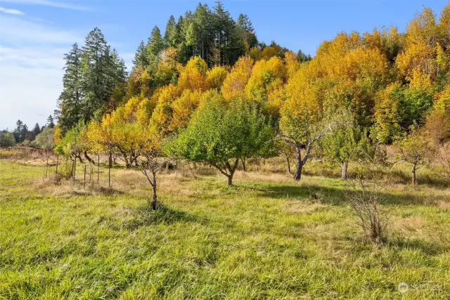 Apple trees in foreground.