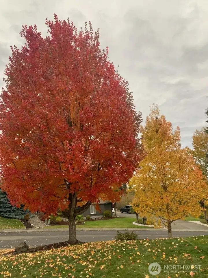 Trees in Fall