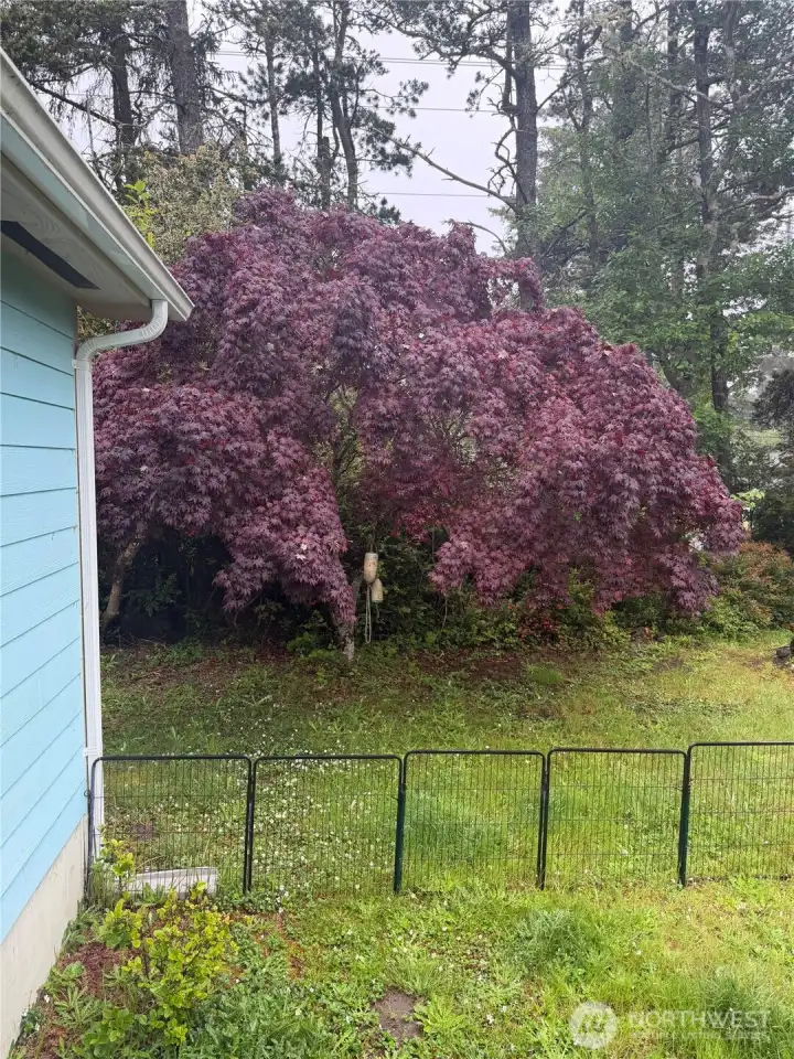 Gorgeous tree and good sized yard Gorgeous tree and good sized yard