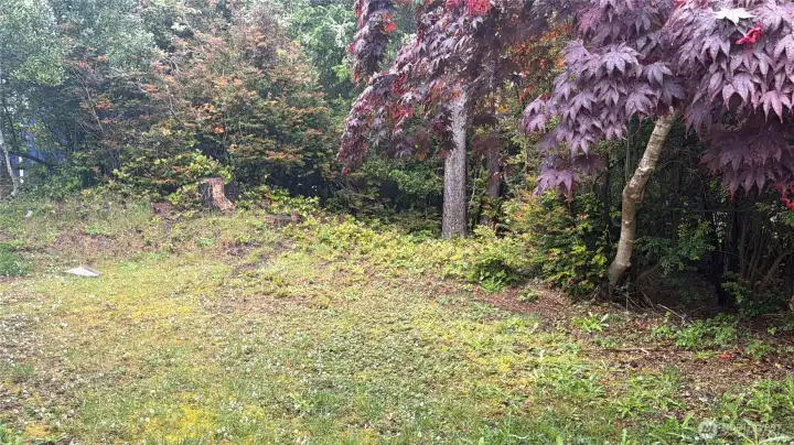 Another view of yard Another view of yard