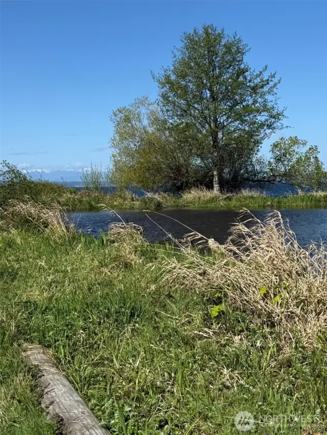 Wetlands to study and watch the ducks