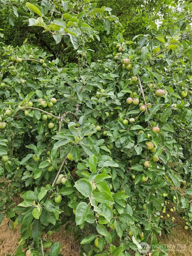 One of the apple trees