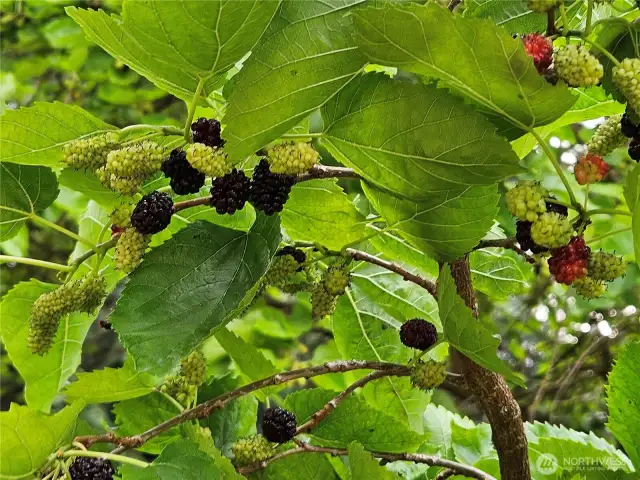 Mulberry tree