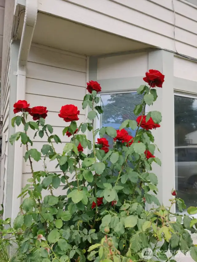 One of the rose bushes in front of the house
