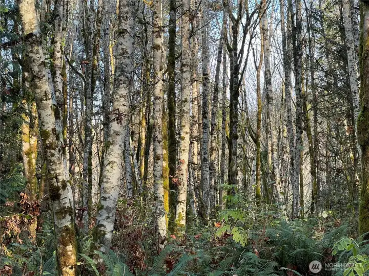 Timber nearly ready for harvest. Imagine your own 40 acre estate in the woods.