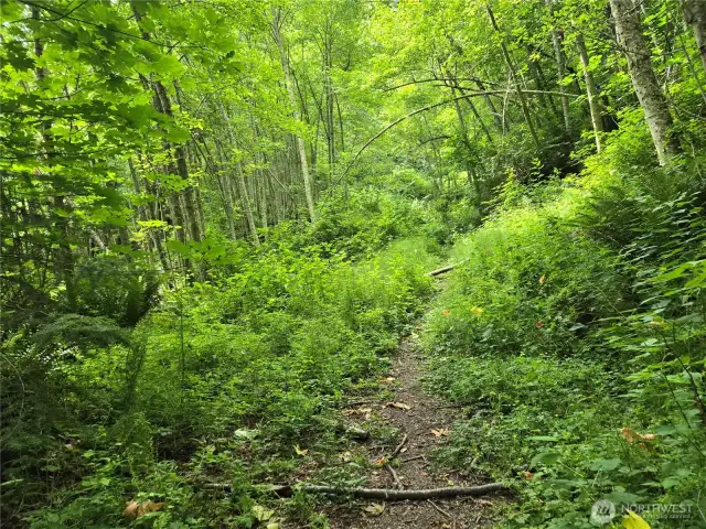 trail in middle of the property on the way to the beach.