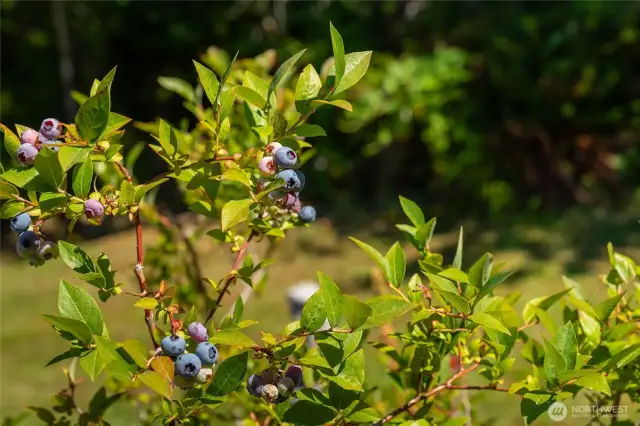 Blueberries, blackberries (the big ones), and wild blackberries are just a few of the treasures you will enjoy living here.
