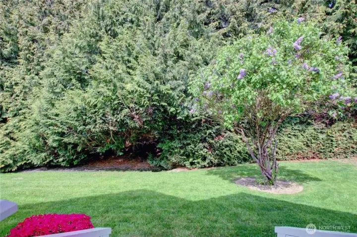 Beautiful backyard area.