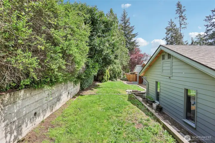 Backyard grass