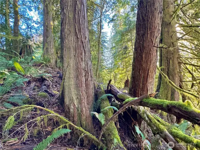 Sizable trees abound.